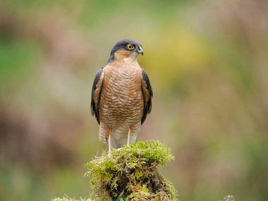 Atmaca, Accipiter nisus, İskoçya, Mayıs 2022