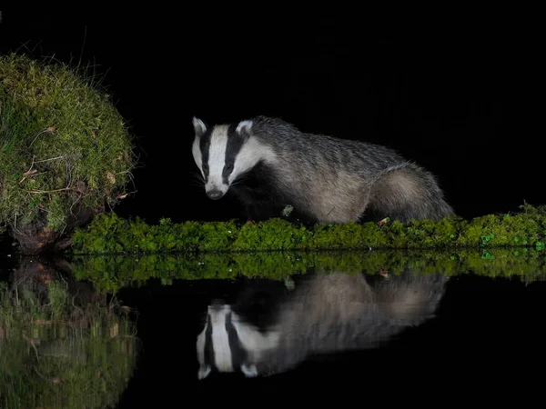 Badger Melus Melus Single Badger Water Scotland May 2022 — ストック写真