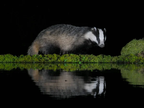 Badger Melus Melus Single Badger Water Scotland May 2022 — Fotografia de Stock