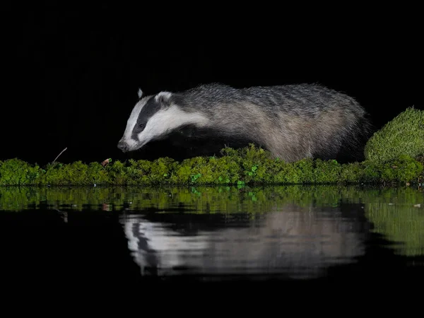 Badger Melus Melus Single Badger Water Scotland May 2022 — ストック写真
