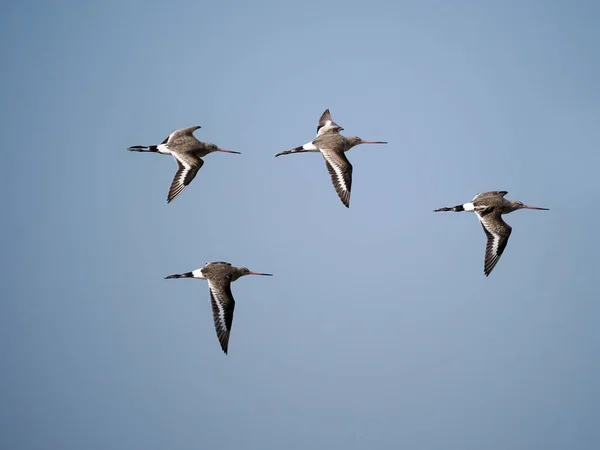 Uferschnepfe Limosa Limosa Vogelgruppe Flug Yorkshire April 2022 — Stockfoto