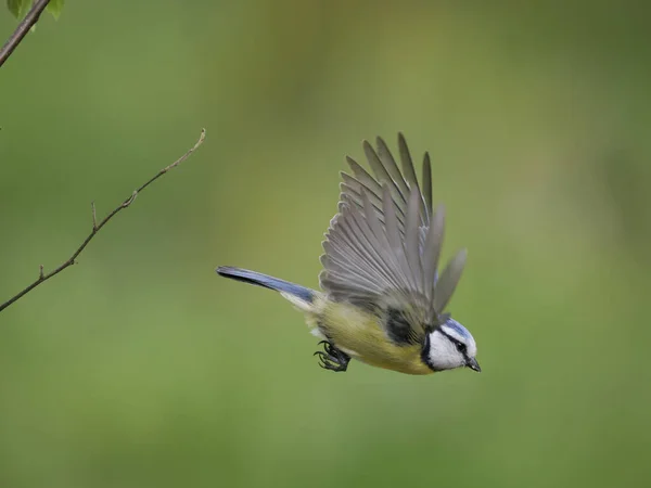 Blue Tit Cyanistes Caeruleus Single Bird Flight Scotland May 2022 — Stock Photo, Image