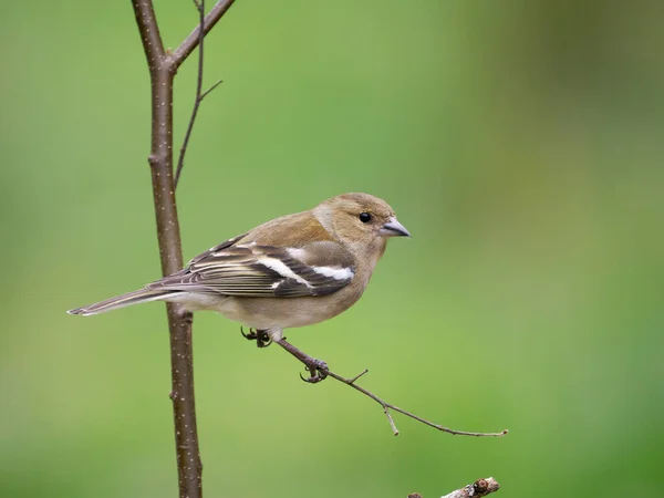 Chaffinch Fringilla Coelebs Single Female Branch Scotland May 2022 — Foto de Stock