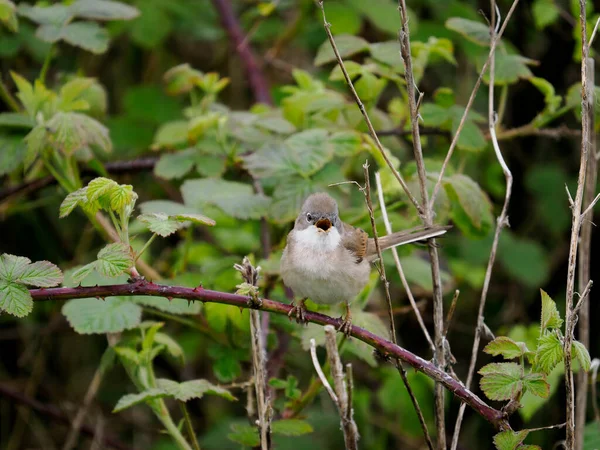 Common Whitethroat Curruca Communis Single Male Singing Branch Northumberland May — стоковое фото