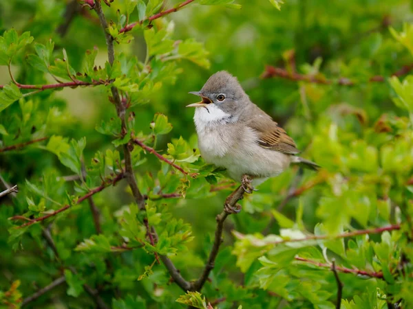 Beyaz Boğaz, Curruca komüni, tek başına Northumberland, Mayıs 2022 'de şarkı söyleyen erkek.