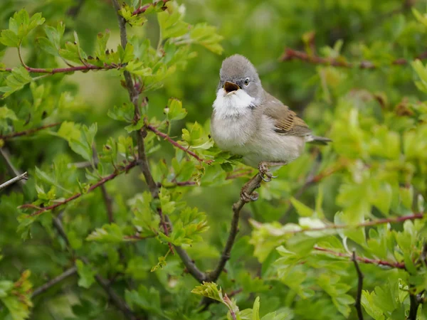 Common Whitethroat Curruca Communis Single Male Singing Branch Northumberland May — Stock Photo, Image