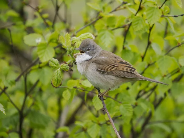 Beyaz Boğaz, Curruca komüni, tek başına Northumberland, Mayıs 2022 'de şarkı söyleyen erkek.