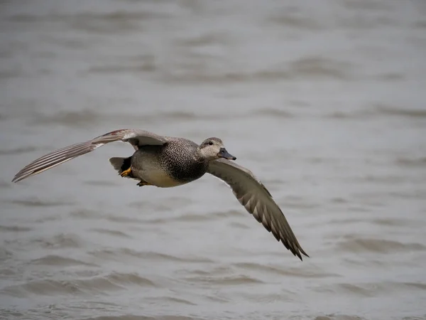 Gadwall Mareca Strepera Single Male Bird Flight Yorkshire April 2022 — 图库照片