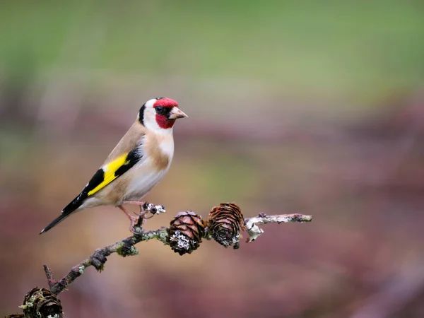 Goldfinch Carduelis Carduelis Single Bird Branch Scotland May 2022 — стоковое фото