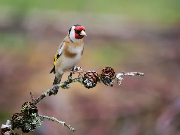 Goldfinch Carduelis Carduelis Single Bird Branch Scotland May 2022 — Foto de Stock