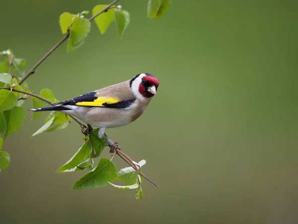 Goldfinch Carduelis Carduelis 2022年5月スコットランド 支店上の単一鳥 — ストック写真