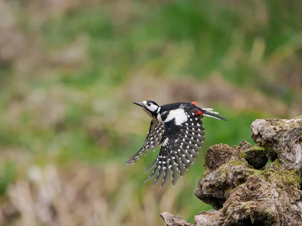 Pájaro Carpintero Grandes Manchas Dendrocopos Major Hembra Soltera Vuelo Escocia —  Fotos de Stock