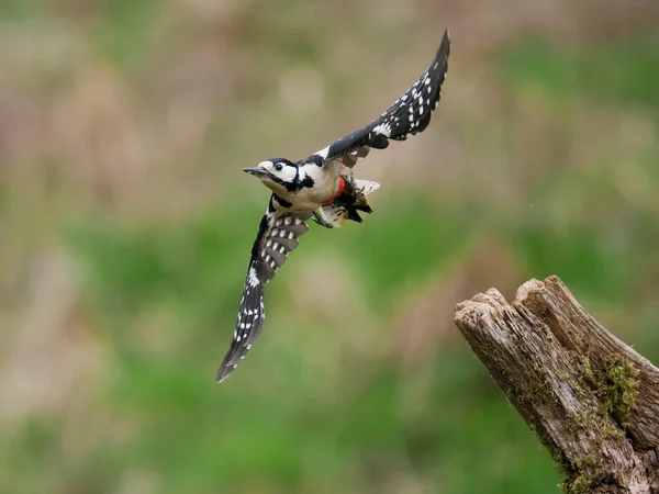 Pájaro Carpintero Grandes Manchas Dendrocopos Major Hembra Soltera Vuelo Escocia —  Fotos de Stock