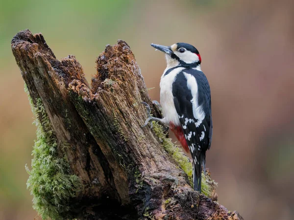 Great Spotted Woodpecker Dendrocopos Major Single Male Stump Scotland May — Stock Photo, Image