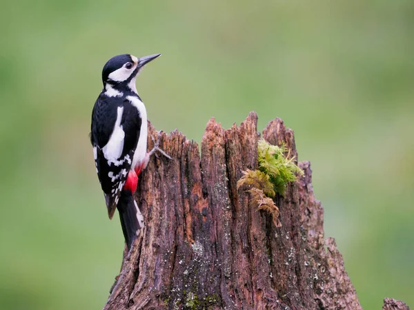 Great Spotted Woodpecker Dendrocopos Major Single Female Stump Scotland May — Foto Stock