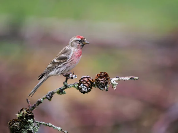 Petit Redpoll Acanthis Cabaret Oiseau Solitaire Sur Branche Écosse Mai — Photo