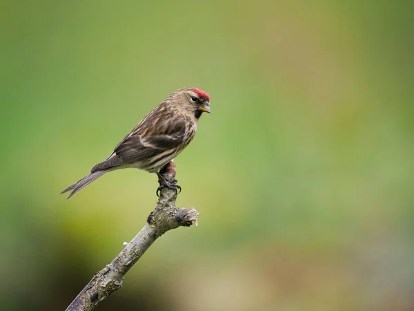 Rotkehlchen Acanthis Cabaret Einzelvogel Auf Zweig Schottland Mai 2022 — Stockfoto