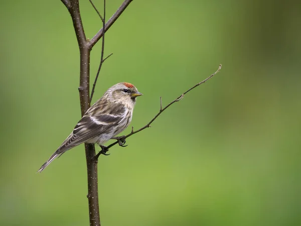 Petit Redpoll Acanthis Cabaret Oiseau Solitaire Sur Branche Écosse Mai — Photo
