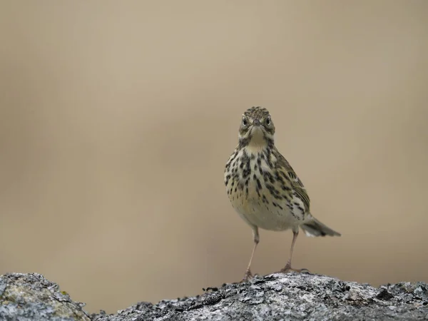 Meadow Pipit Anthus Pratensis Single Bird Post Scotland May 2022 — Stok fotoğraf