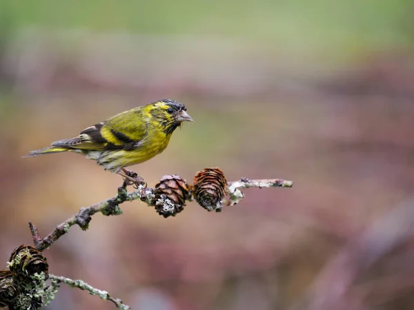 Siskin Carduelis Spinus Single Bird Branch Scotland May 2022 — Foto Stock