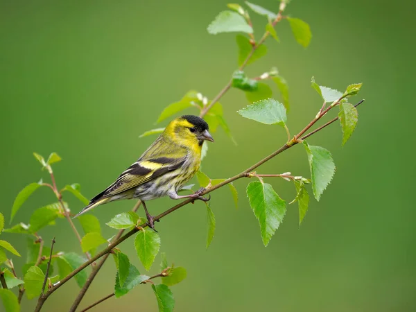 Siskin Carduelis Spinus Single Bird Branch Scotland May 2022 — Stock Photo, Image