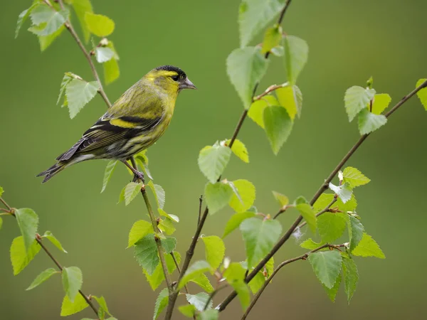 Siskin, Carduelis spinus, tek kuş, İskoçya, Mayıs 2022