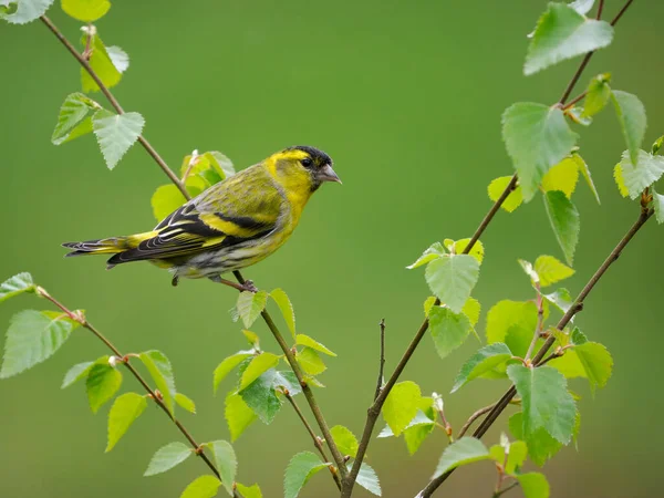 Siskin, Carduelis spinus, tek kuş, İskoçya, Mayıs 2022