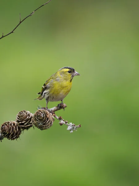 Siskin Carduelis Spinus Jediný Pták Větvi Skotsko Květen 2022 — Stock fotografie