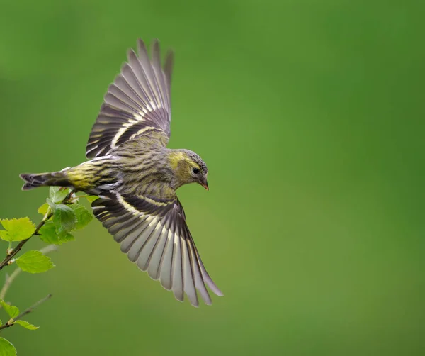 Siskin Carduelis Spinus Enstaka Fågel Flygning Skottland Maj 2022 — Stockfoto