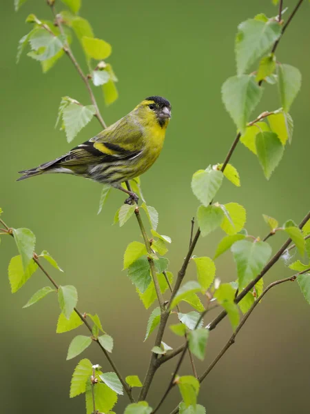 Siskin, Carduelis spinus, tek kuş, İskoçya, Mayıs 2022
