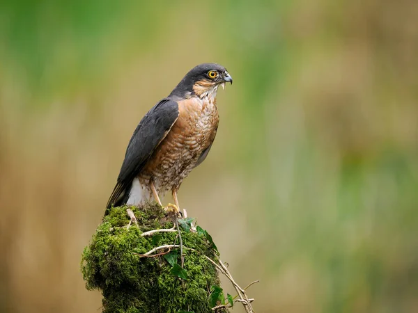 Sparvhök Accipiter Nisus Ensam Hane Gren Skottland Maj 2022 — Stockfoto