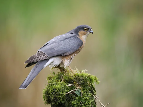 Sparrowhawk Accipiter Nisus Single Male Branch Scotland May 2022 — Stok fotoğraf