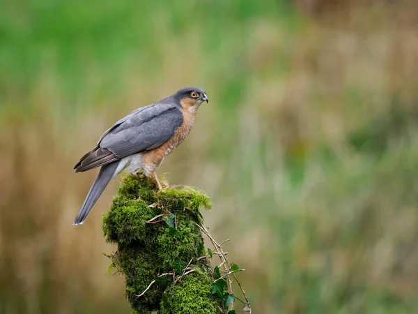 Sparrowhawk Accipiter Nisus Single Male Branch スコットランド 2022年5月 — ストック写真