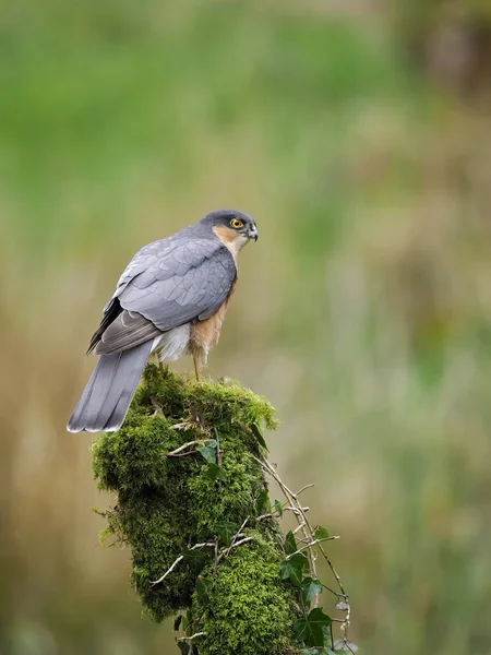 Sparrowhawk Accipiter Nisus Single Male Branch スコットランド 2022年5月 — ストック写真