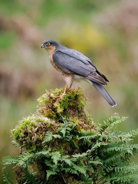 Sparrowhawk Accipiter Nisus Single Male Branch Scotland May 2022 — Stok fotoğraf