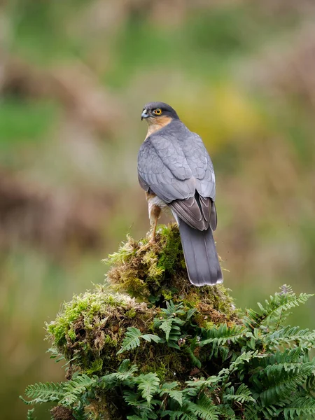 Sparrowhawk Accipiter Nisus Single Male Branch スコットランド 2022年5月 — ストック写真