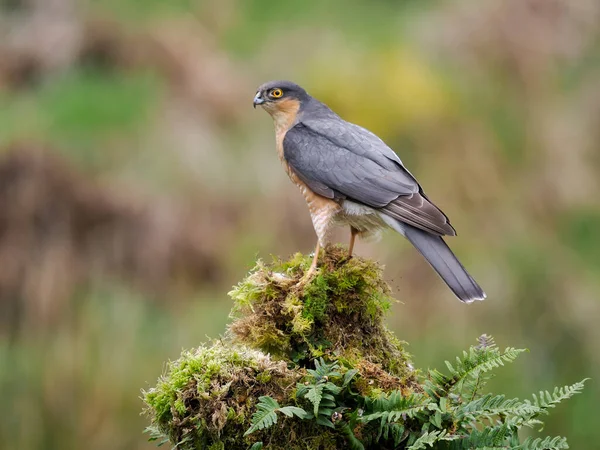 Sparrowhawk Accipiter Nisus Single Male Branch Scotland May 2022 — Stok fotoğraf