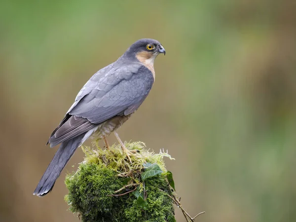 Sparrowhawk Accipiter Nisus Single Male Branch Scotland May 2022 — ストック写真