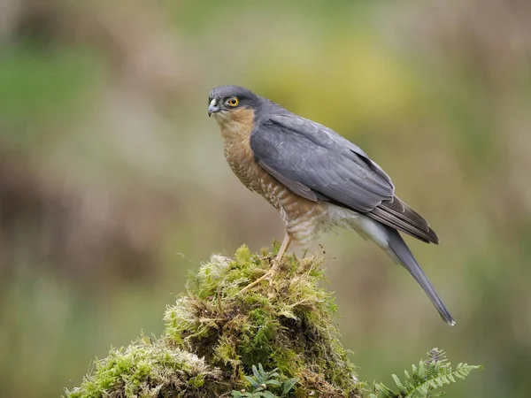 Sparrowhawk Accipiter Nisus Single Male Branch Scotland May 2022 — Stok fotoğraf