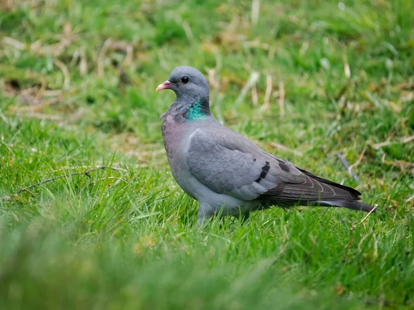 Stock Dove Columba Oenas Single Dove Grass Scotland May 2022 — Photo