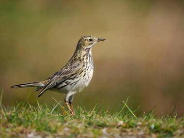 Meadow pipit, Anthus pratensis, çimlerde tek kuş, Shropshire, Mayıs 2022