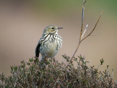 Meadow pipit, Anthus pratensis, fundalıkta tek kuş, Shropshire, Mayıs 2022