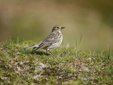 Meadow pipit, Anthus pratensis, çimlerde tek kuş, Shropshire, Mayıs 2022