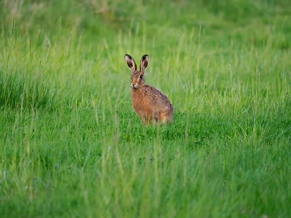 Lièvre Brun Lepus Europaeus Mammifère Unique Dans Herbe Warwickshire Mai — Photo