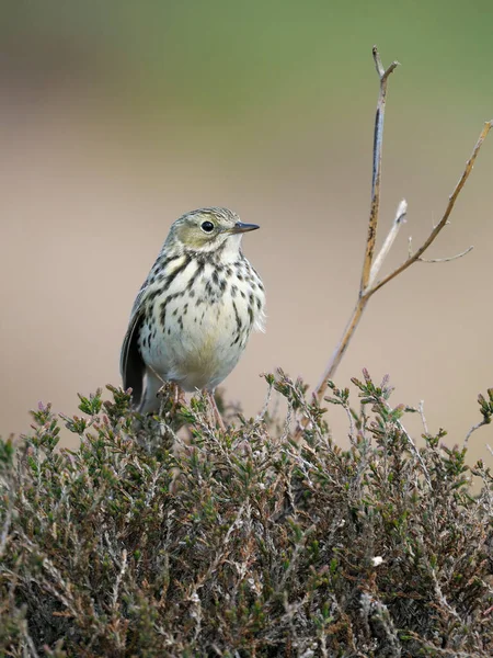 Meadow pipit, Anthus pratensis, fundalıkta tek kuş, Shropshire, Mayıs 2022