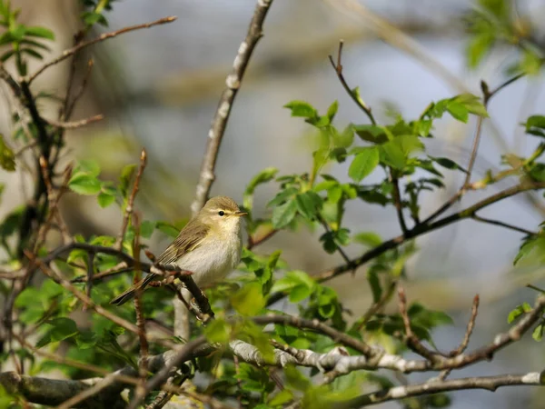 Willow Warbler Phylloscopus Trochilus Single Bird Branch Warwickshire May 2022 — Stockfoto