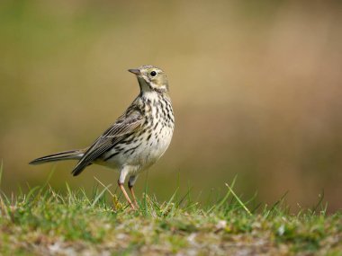 Meadow pipit, Anthus pratensis, çimlerde tek kuş, Shropshire, Mayıs 2022