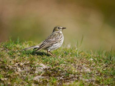 Meadow pipit, Anthus pratensis, çimlerde tek kuş, Shropshire, Mayıs 2022
