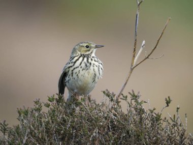 Meadow pipit, Anthus pratensis, fundalıkta tek kuş, Shropshire, Mayıs 2022