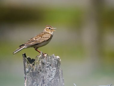 Skylark, Alauda arvensis, Shropshire, Mayıs 2022